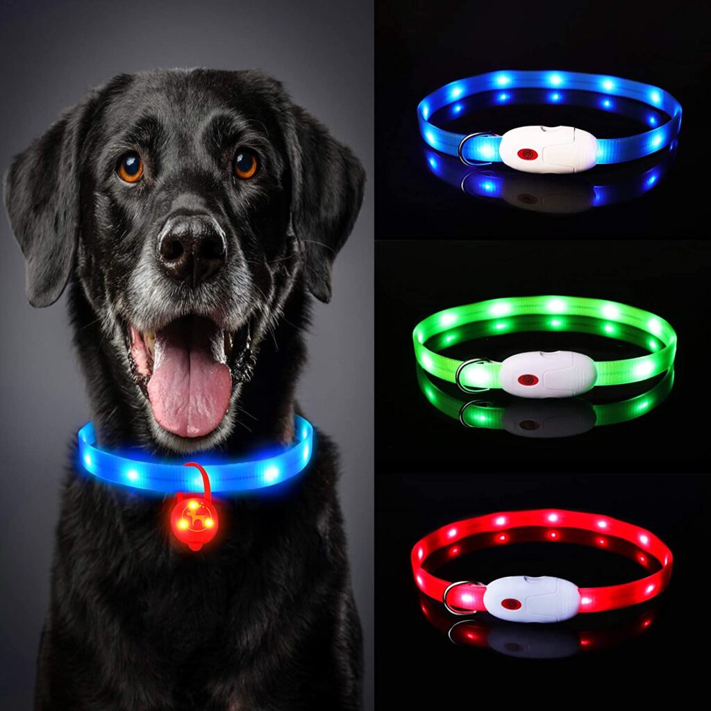 Un collar luminoso para Yorkshire