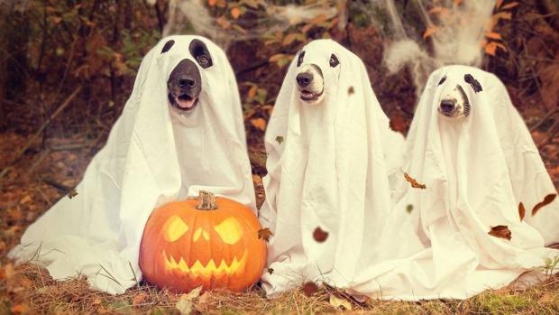 ▷ Los mejores disfraces para perros Halloween 2022