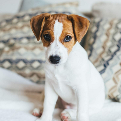 Jack Russell Terrier Bicolor