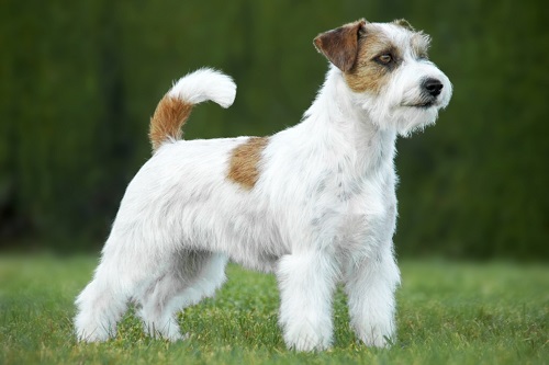 Jack Russell Terrier de Pelo Largo