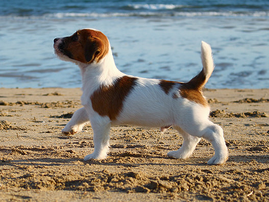 Jack Russell Terrier en Miniatura